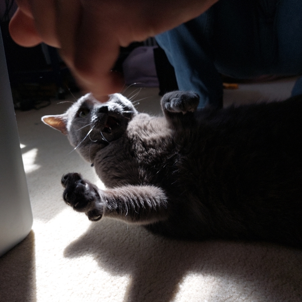 🩷Basic info and background🩷 - Picture 7 of 12